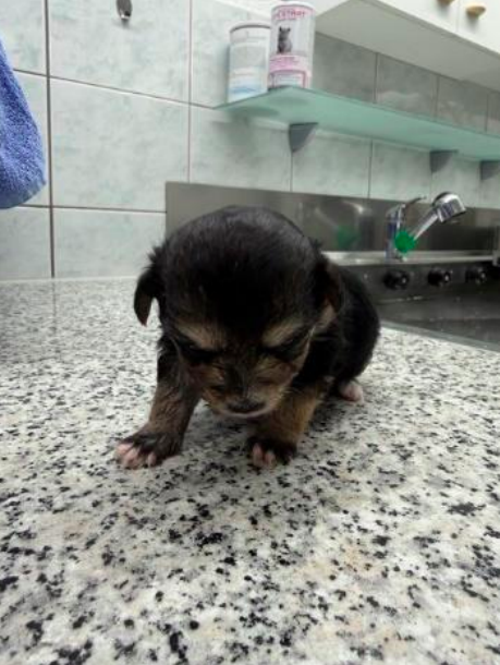Zwei etwa zwei Wochen alte Hundewelpen wurden in Grenchen ausgesetzt. Die Kantonspolizei Solothurn sucht Zeugen und bittet um Hinweise unter 032 627 81 17.